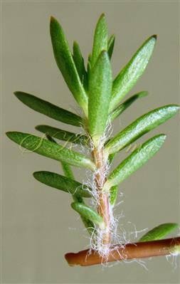  Branch with leaves and stipular hairs